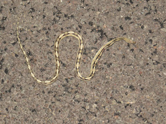 Bogertophis subocularis