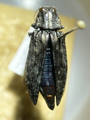 Texania campestris