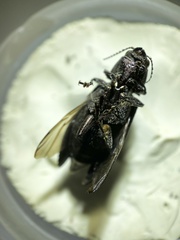 Texania campestris