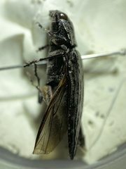Texania campestris