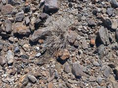 Psathyrotes ramosissima