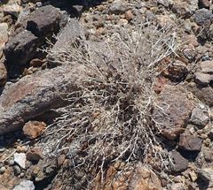 Psathyrotes ramosissima