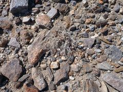 Psathyrotes ramosissima