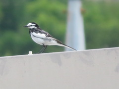 Motacilla alba lugens