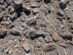 Psathyrotes ramosissima