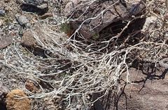 Psathyrotes ramosissima