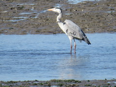 Ardea cinerea