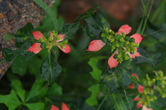 Euphorbia cyathophora