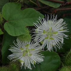 Passiflora foetida