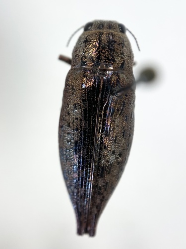 Flat-headed Hardwood Borer photo 6