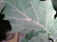 Heliastus sumichrasti