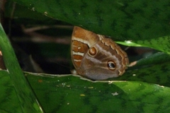 Opoptera syme