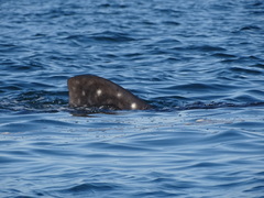 Whale Shark