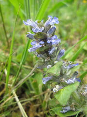Ajuga reptans