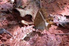 Pierella nereis