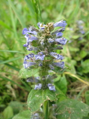 Ajuga reptans