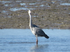 Ardea cinerea