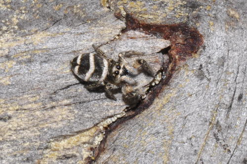 Salticus propinquus