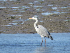 Ardea cinerea