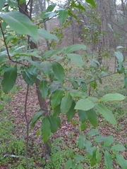 Prunus caroliniana