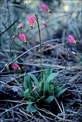 Primula pauciflora cusickii