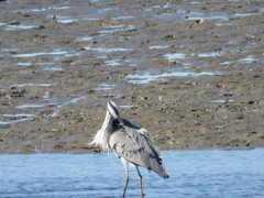 Ardea cinerea