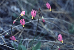 Primula pauciflora cusickii