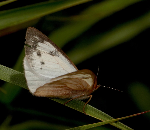 Lymanopoda nevada