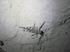 Heliastus sumichrasti