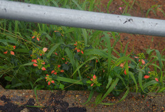 Euphorbia cyathophora