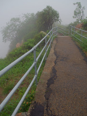 Euphorbia cyathophora