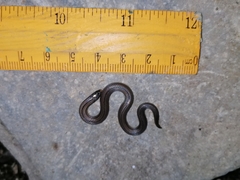 Atractus trilineatus