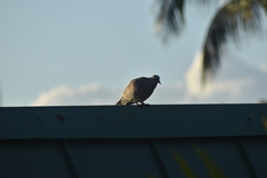 Streptopelia decaocto