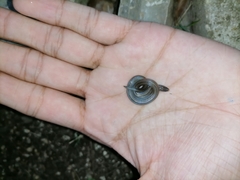 Atractus trilineatus