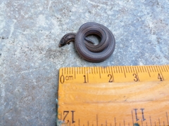 Atractus trilineatus