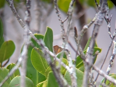 Hypochrysops apelles