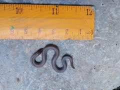 Atractus trilineatus