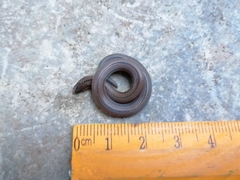 Atractus trilineatus