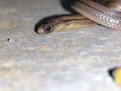 Atractus trilineatus
