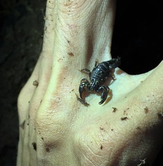 Broteochactas nitidus