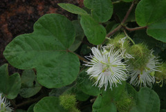 Passiflora foetida
