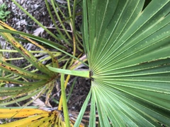 Serenoa repens