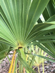 Serenoa repens