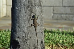 Agama picticauda