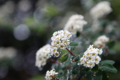 Spiraea myrtilloides