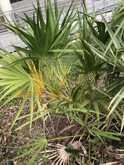 Serenoa repens