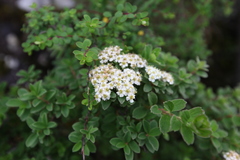 Spiraea myrtilloides