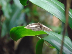 Dasyophthalma creusa