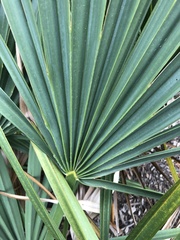 Sabal minor