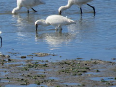 Platalea leucorodia